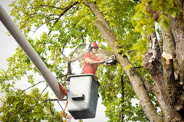 Why Choose Our Tree Removal Services in Templeton, CA?